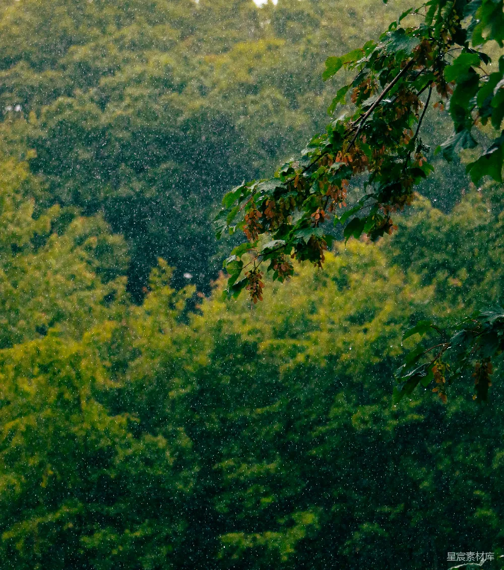 高清摄影 雨落在一片繁茂的绿林上。