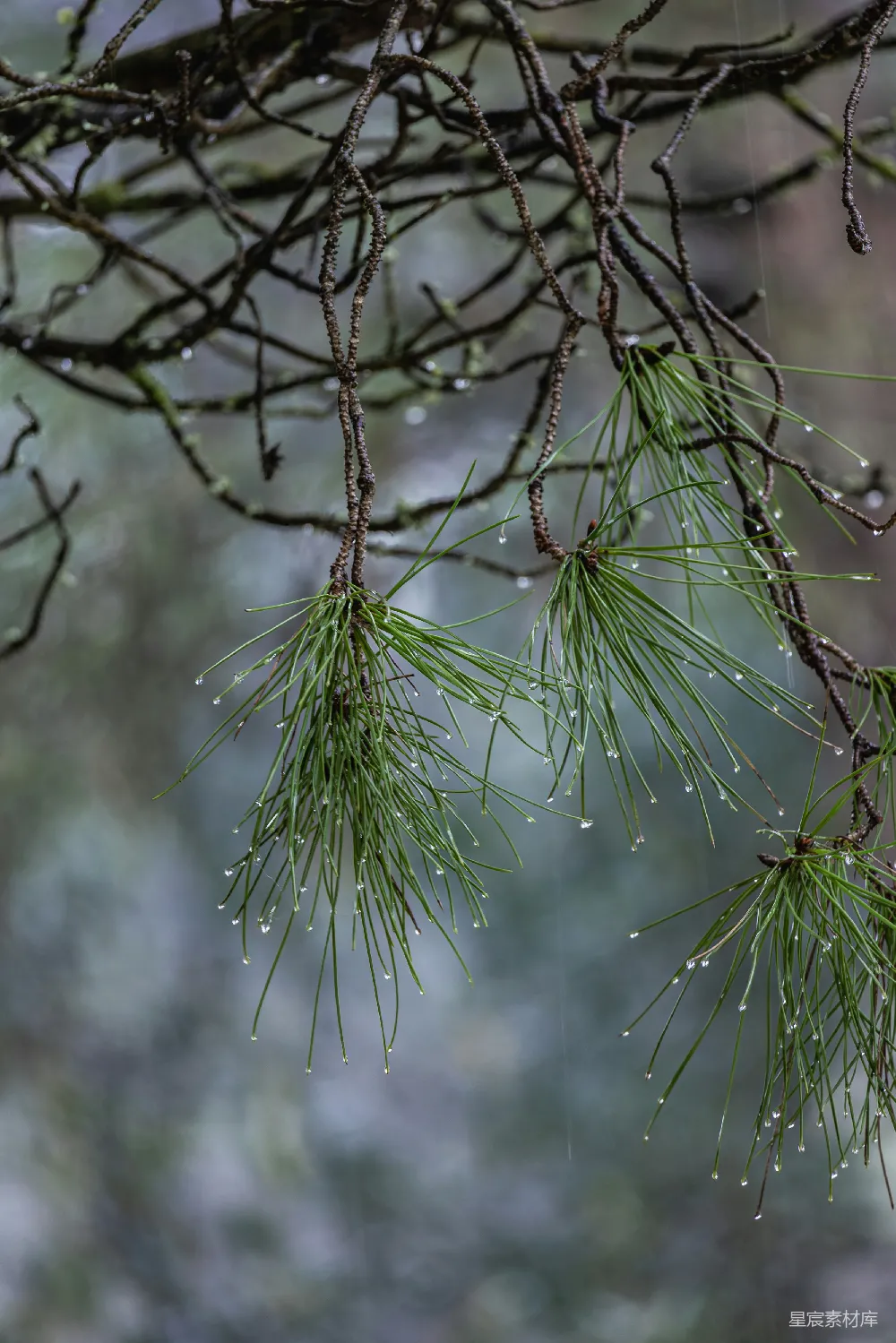 高清摄影 树上挂着雨水的树枝 branches of a tree hang with droplets of raindrops