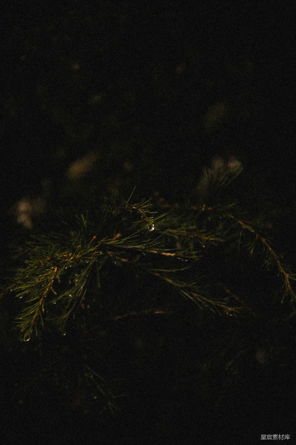 高清摄影 夜晚的一棵松树特写