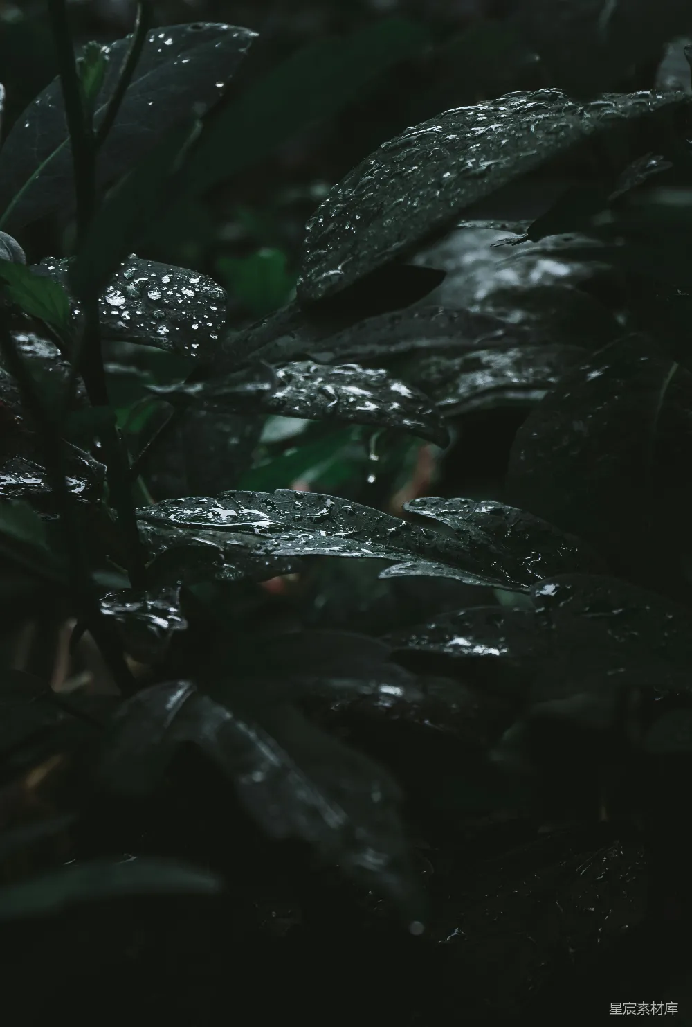 高清摄影 绿叶上的水珠