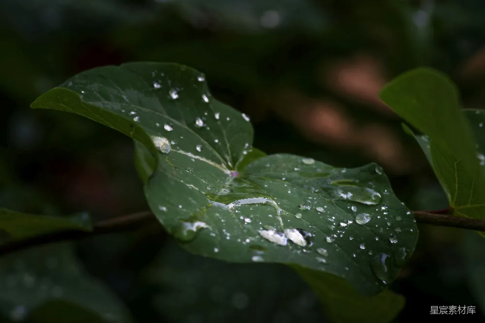 高清摄影 绿叶上的水珠