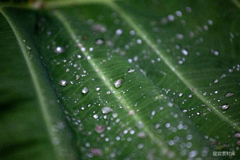 高清摄影 绿叶上挂着水珠