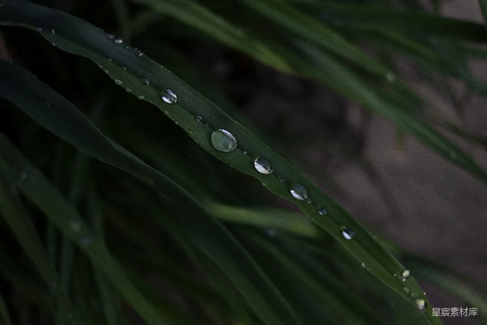 高清摄影 绿草上的水滴