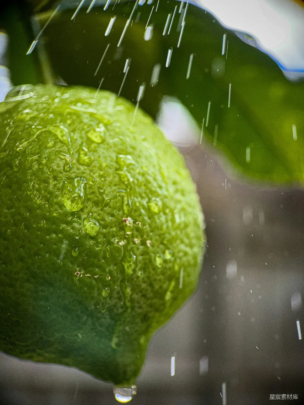 高清摄影 树上挂着的一只柠檬在雨中摇晃