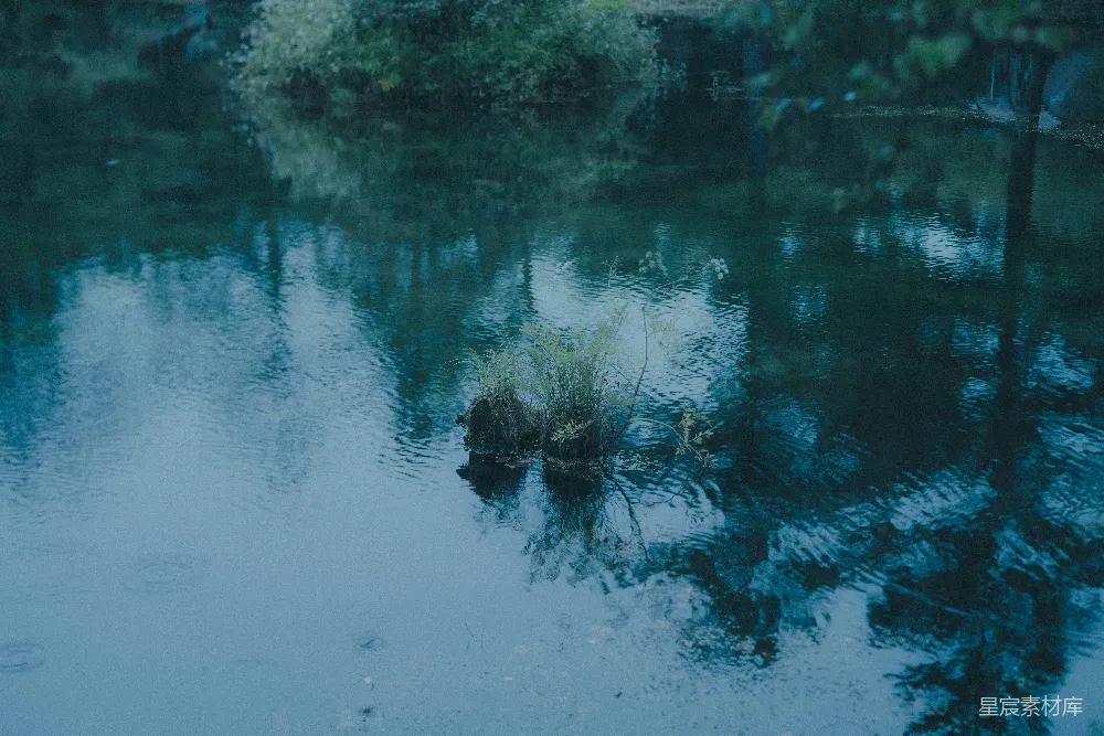 高清摄影 背景中有树木的水域