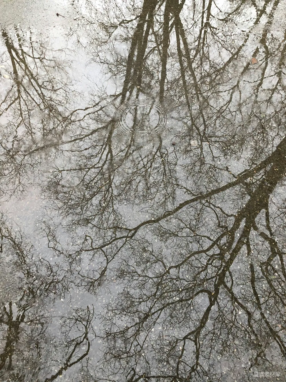高清摄影 水洼中树的倒影