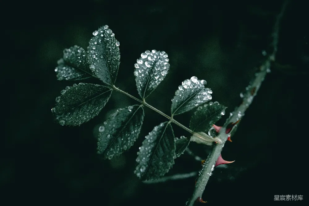 高清摄影 叶上挂满水珠的叶子