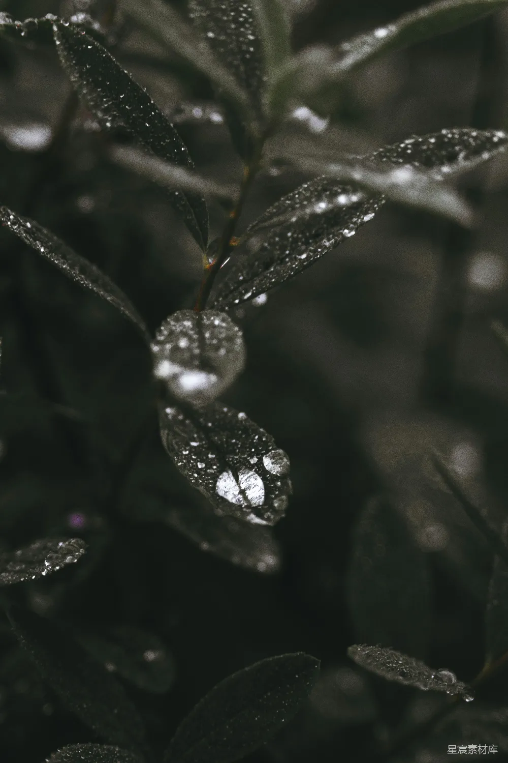 高清摄影 绿叶上的水珠