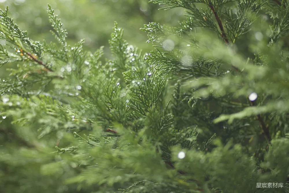高清摄影 绿植的近景摄影