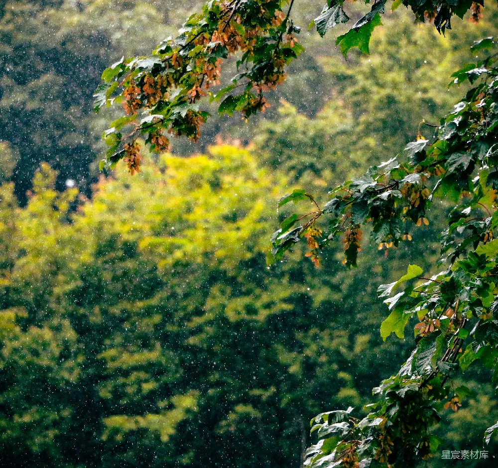 高清摄影 雨在一片葱郁的森林中落下。