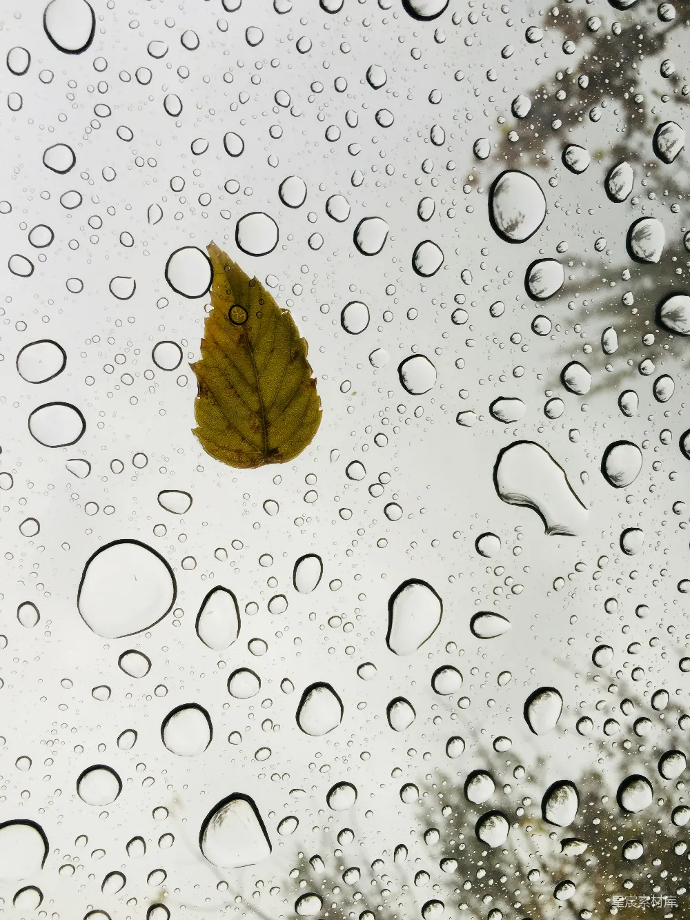 高清摄影 棕色的叶痕在水滴中