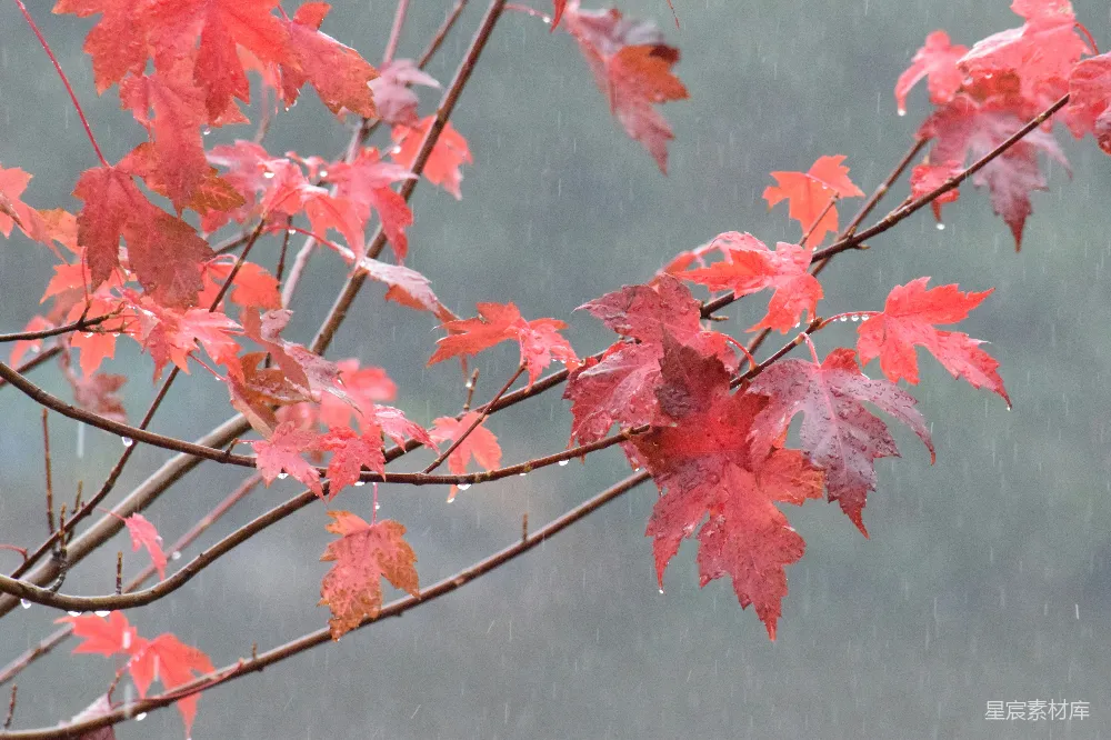 高清摄影 一棵在雨中泛红的树