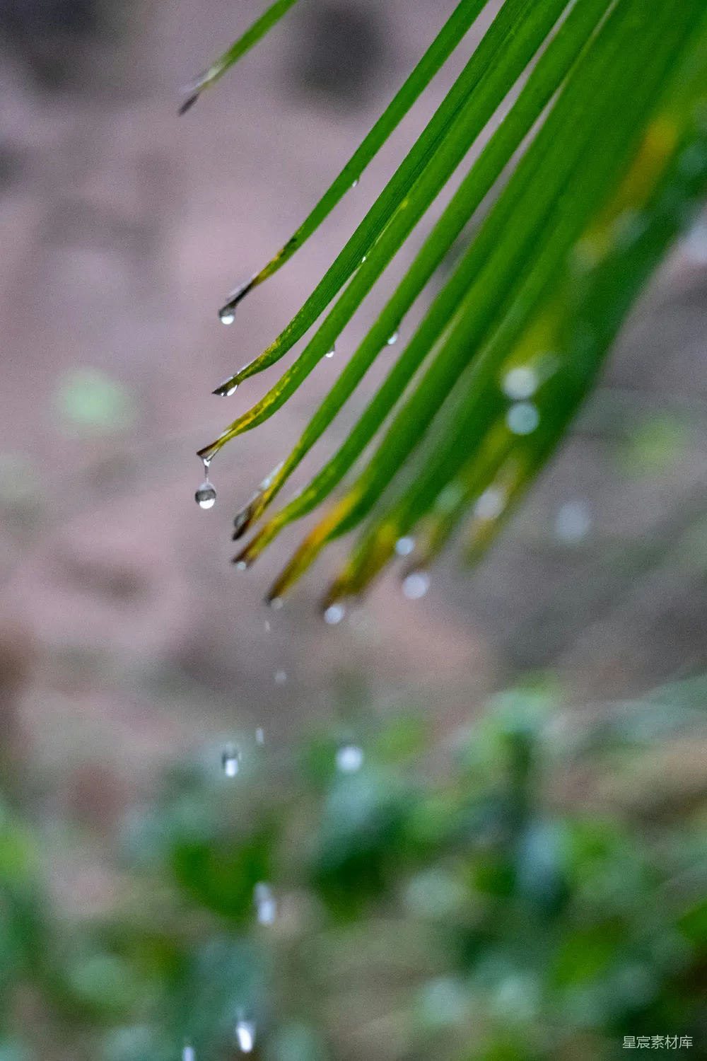 高清摄影 绿色植物的近景摄影