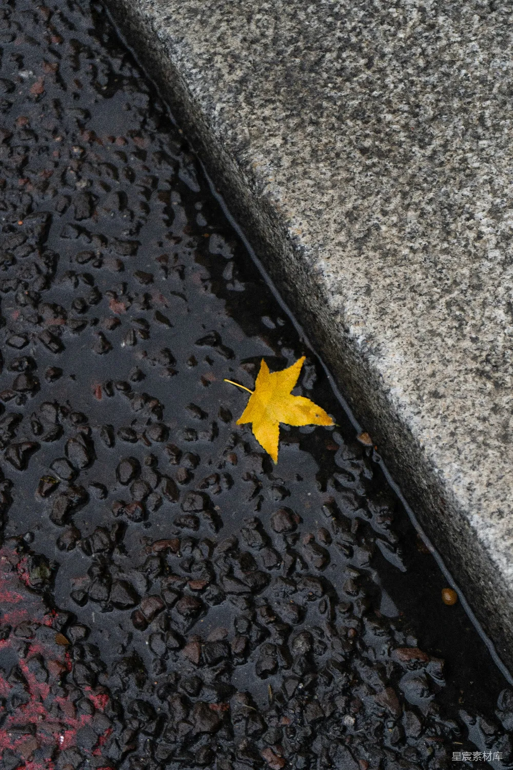 高清摄影 灰水泥地面上的黄色枫叶