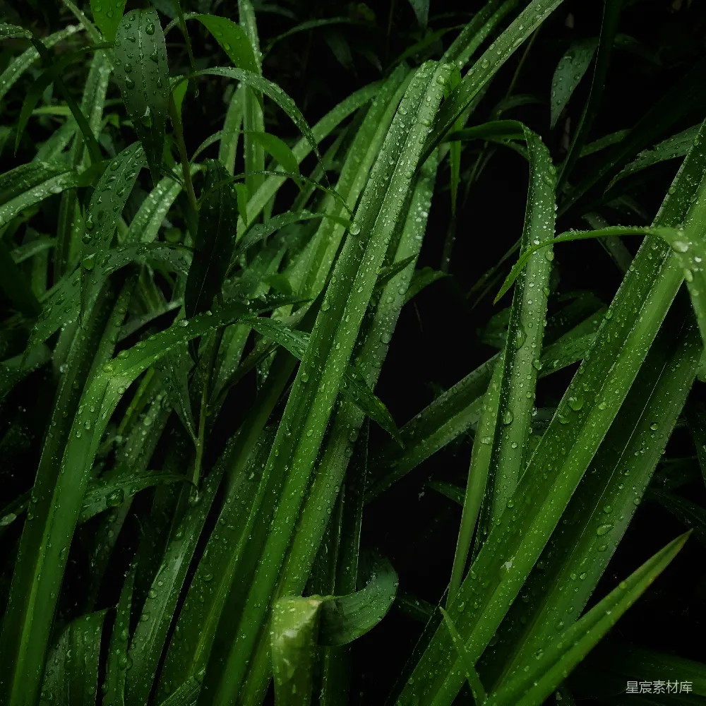 高清摄影 带有水珠的绿色植物