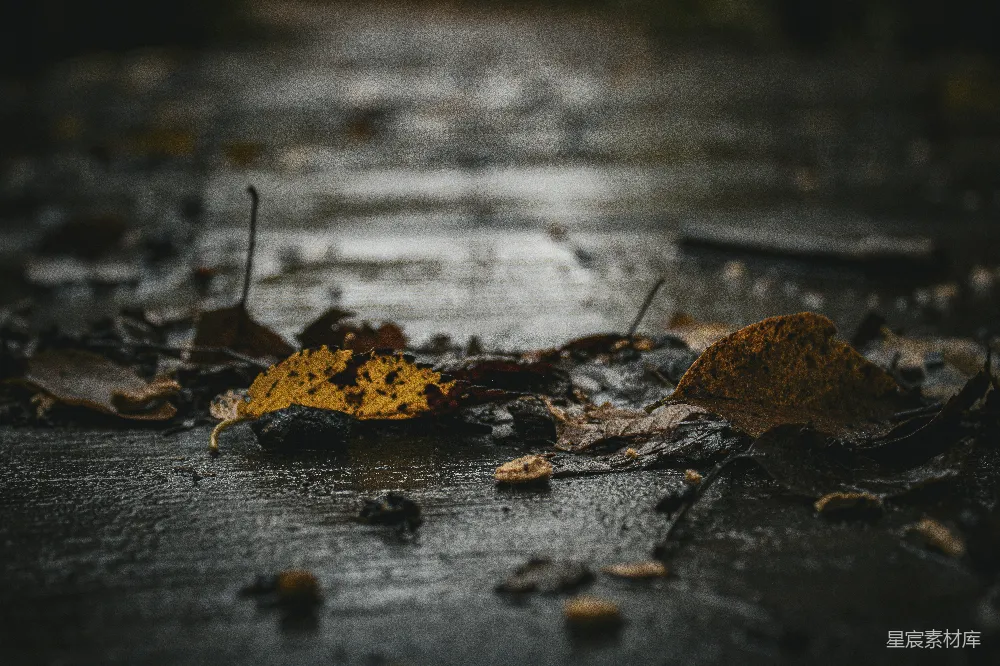 高清摄影 雨中地面上的一片黄叶