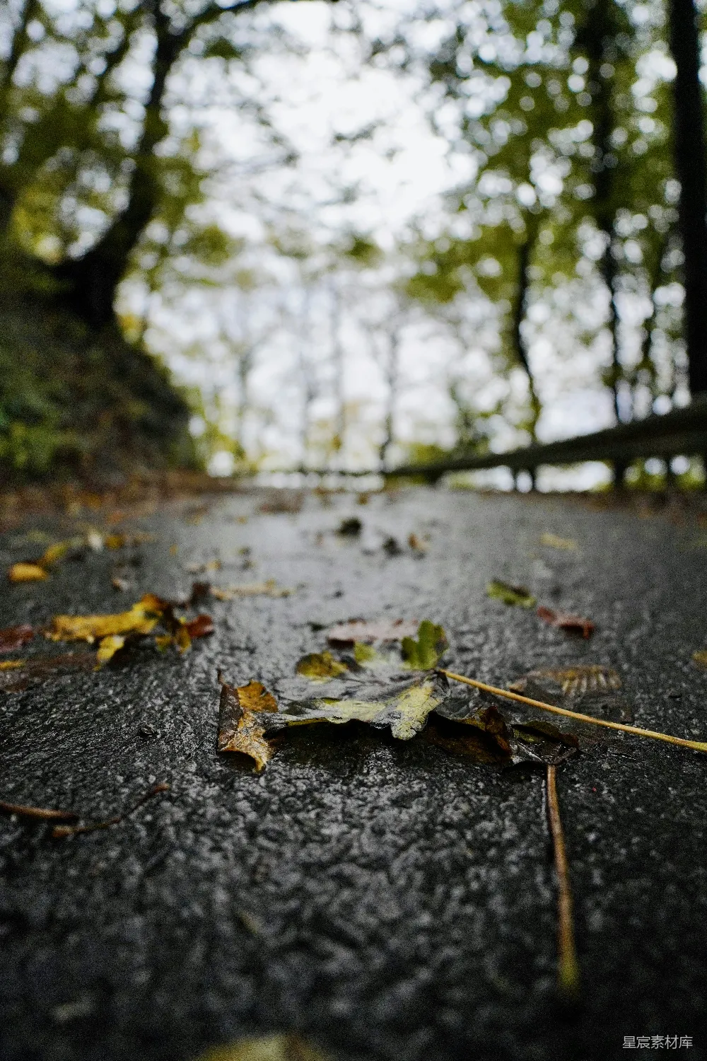 高清摄影 路中间的一片落叶
