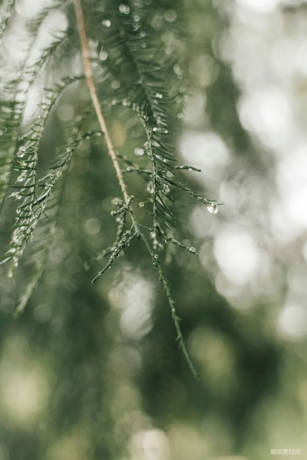 高清摄影 叶上的水珠