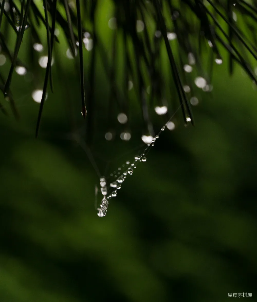 高清摄影 绿色植物上的水滴