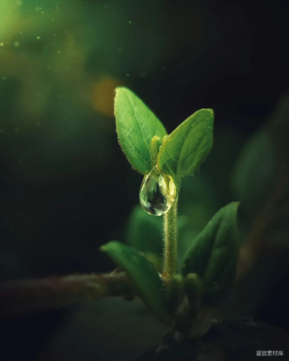 高清摄影 绿叶植物生长在水中