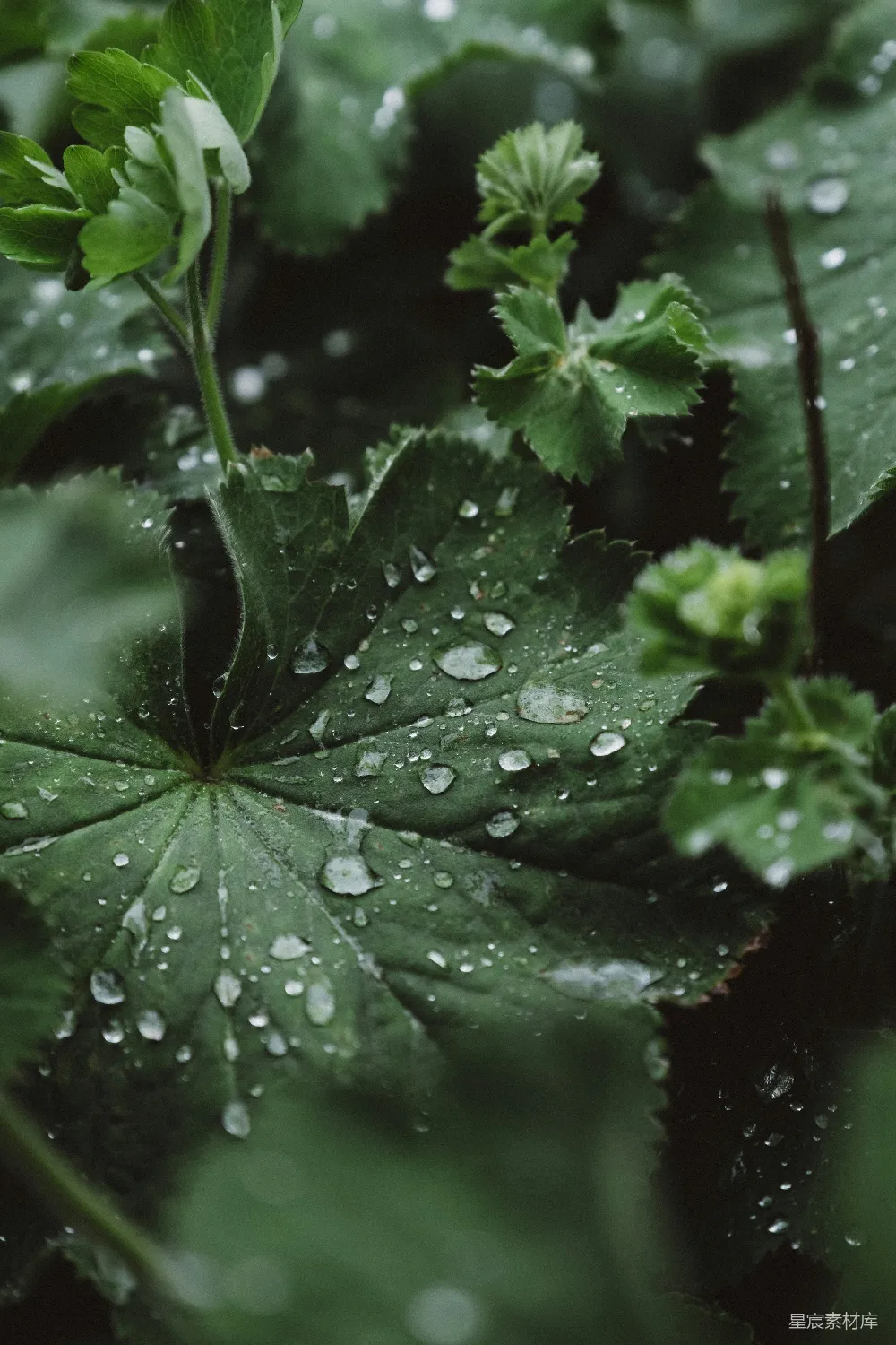 高清摄影 绿叶植物