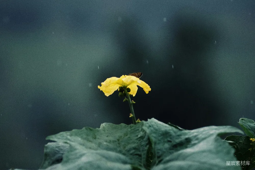 高清摄影 黄花小雏菊