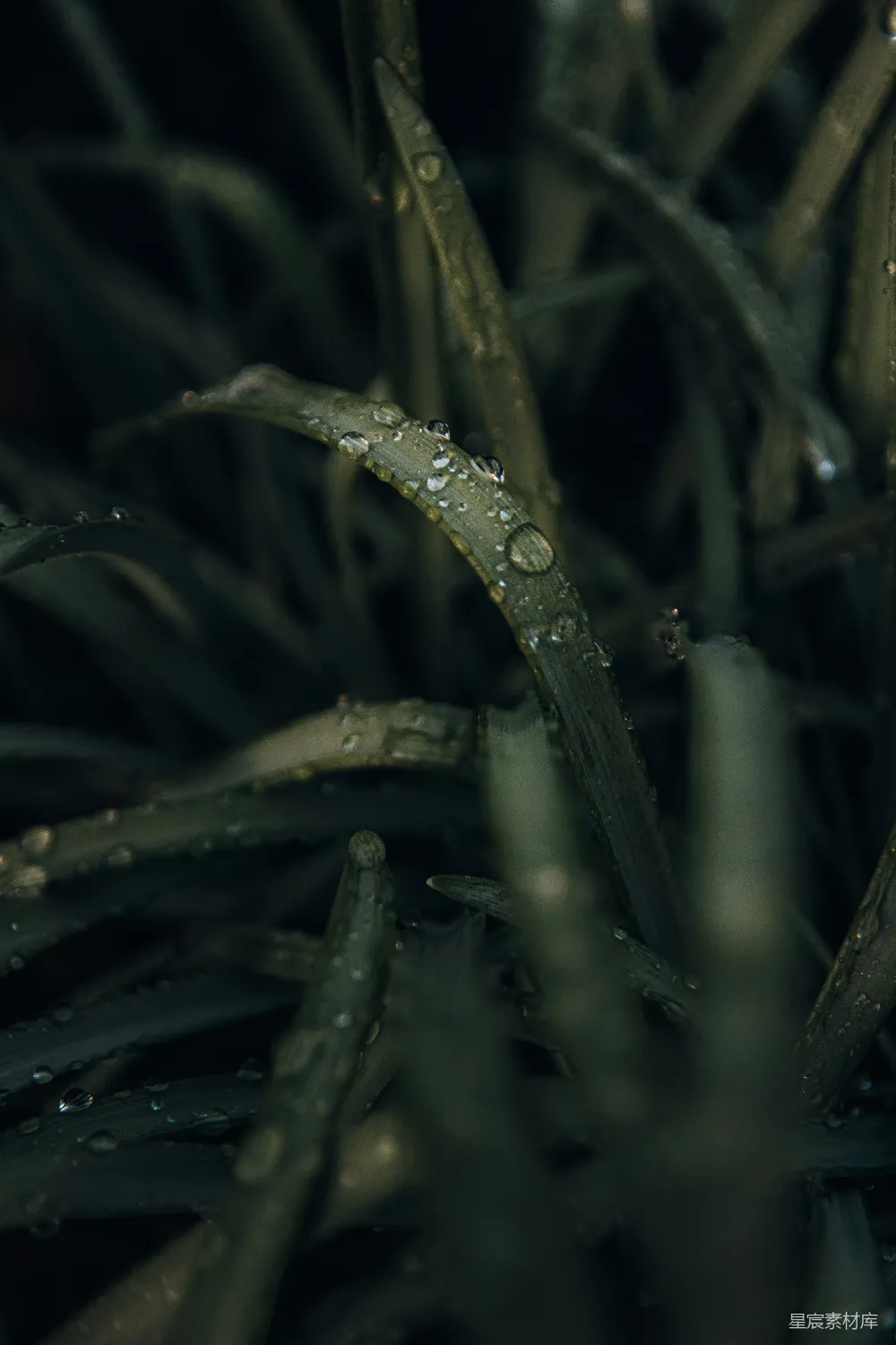 高清摄影 绿色植物茎上的水滴