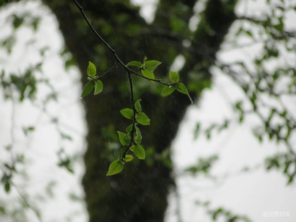 高清摄影 雨中的一根枝条上挂着绿色的叶子