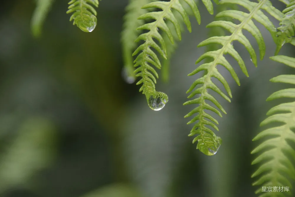 高清摄影 带有水珠的蕨类植物叶子