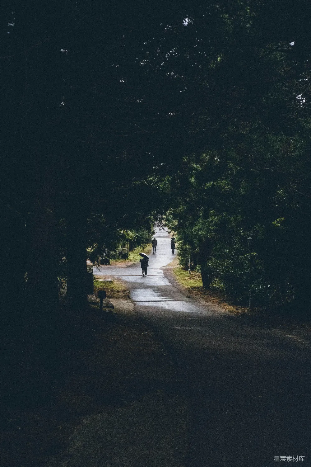 高清摄影 骑自行车的人沿着一棵树成行的道路前行