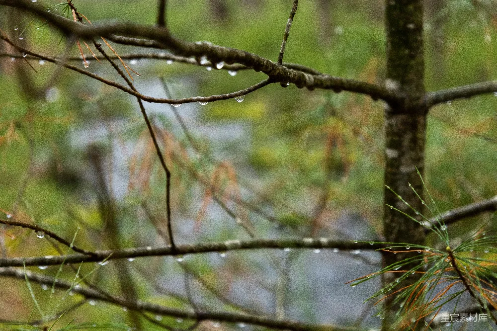 高清摄影 雨中一只鸟儿站在树枝上。