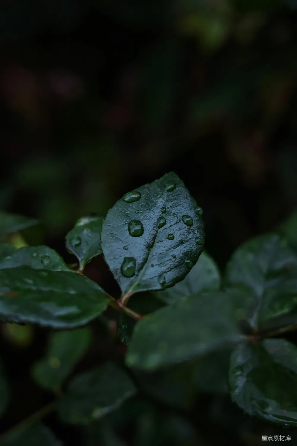 高清摄影 一片绿叶上有水滴