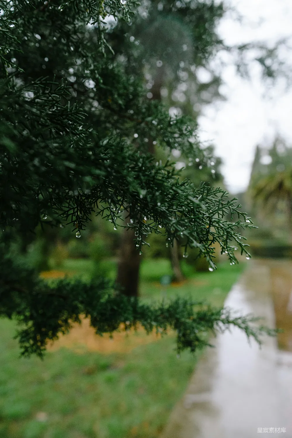 高清摄影 一个人走在湿滑的 sidewalks 上，旁边是一棵树。