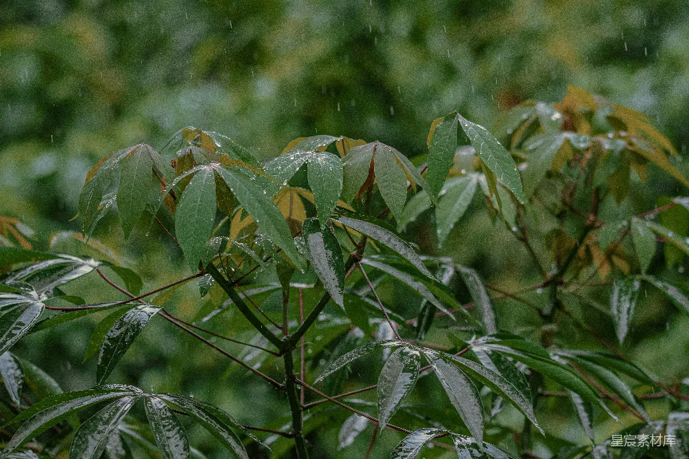 高清摄影 雨后的绿叶上挂着雨水