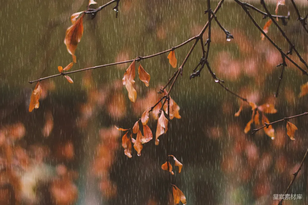 高清摄影 雨中的树干与树叶