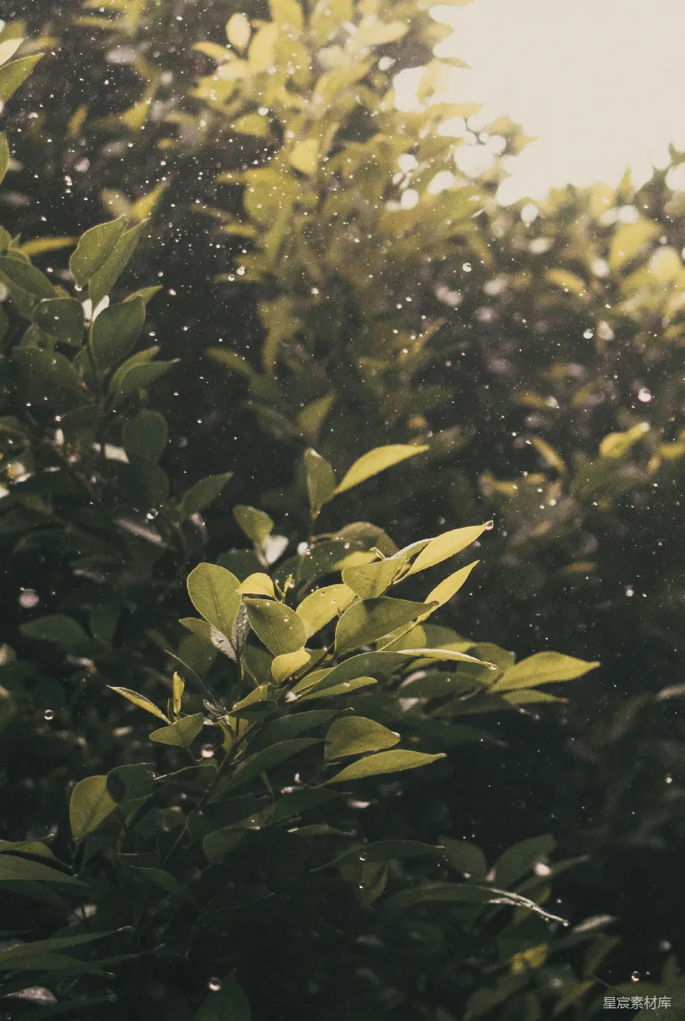 高清摄影 一棵繁茂的绿叶在雨中摇曳的树