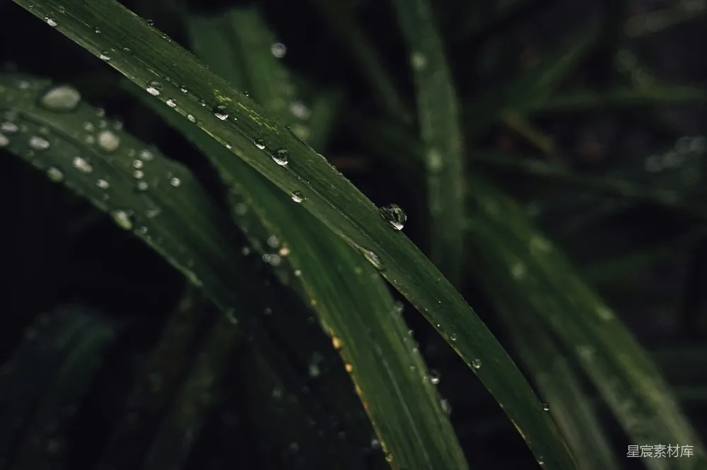 高清摄影 一片绿植的特写镜头，上面挂着水珠