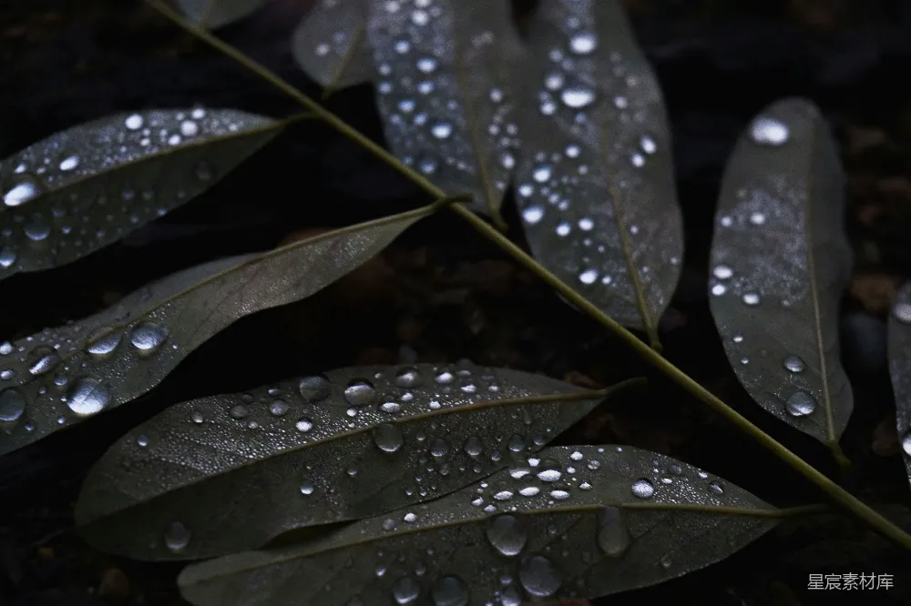 高清摄影 绿叶上的水珠