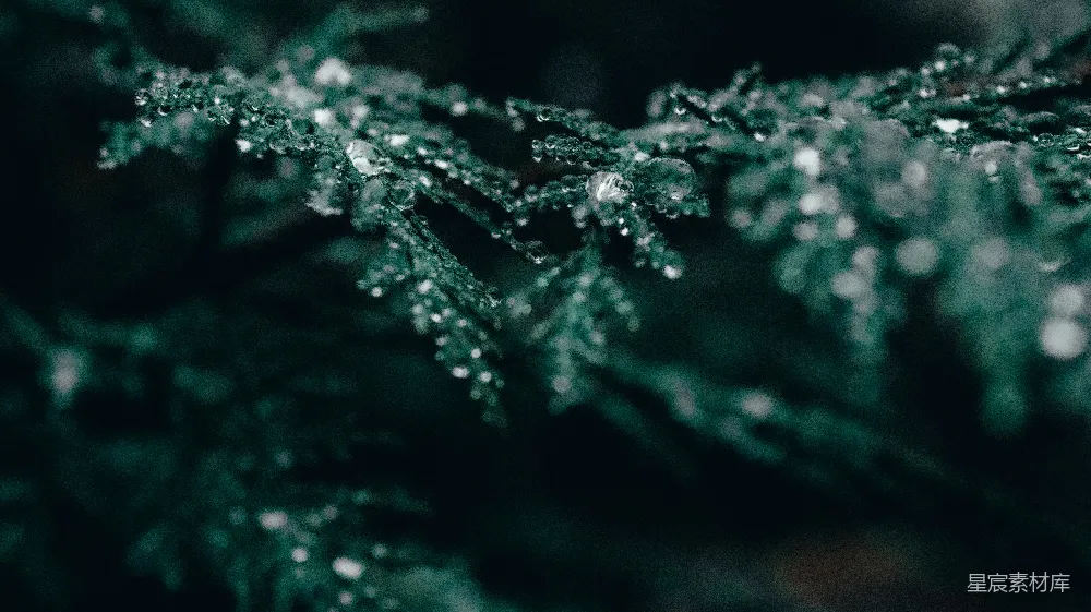 高清摄影 绿松树上露珠的特写摄影