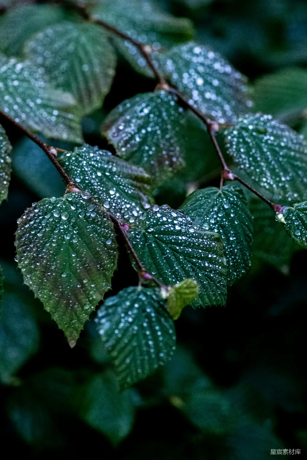 高清摄影 叶面上的水珠特写