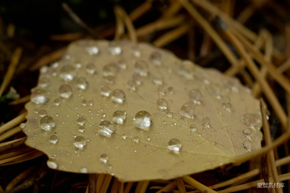 高清摄影 叶片上的近景及其上附着的水滴