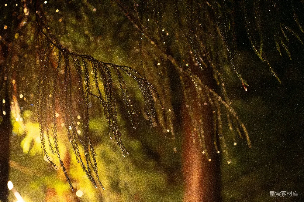 高清摄影 树上挂着晶莹水珠的枝条在温暖灯光的照耀下闪闪发光。