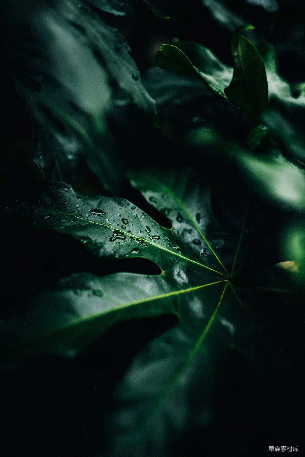 高清摄影 叶上水滴的低光照片