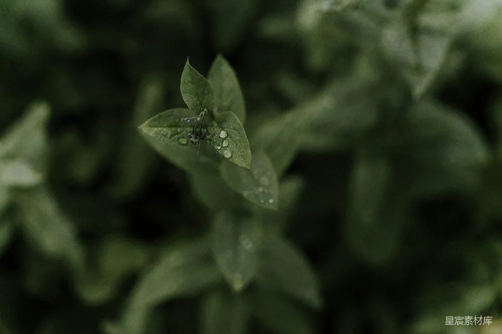 高清摄影 一张叶片的特写镜头
