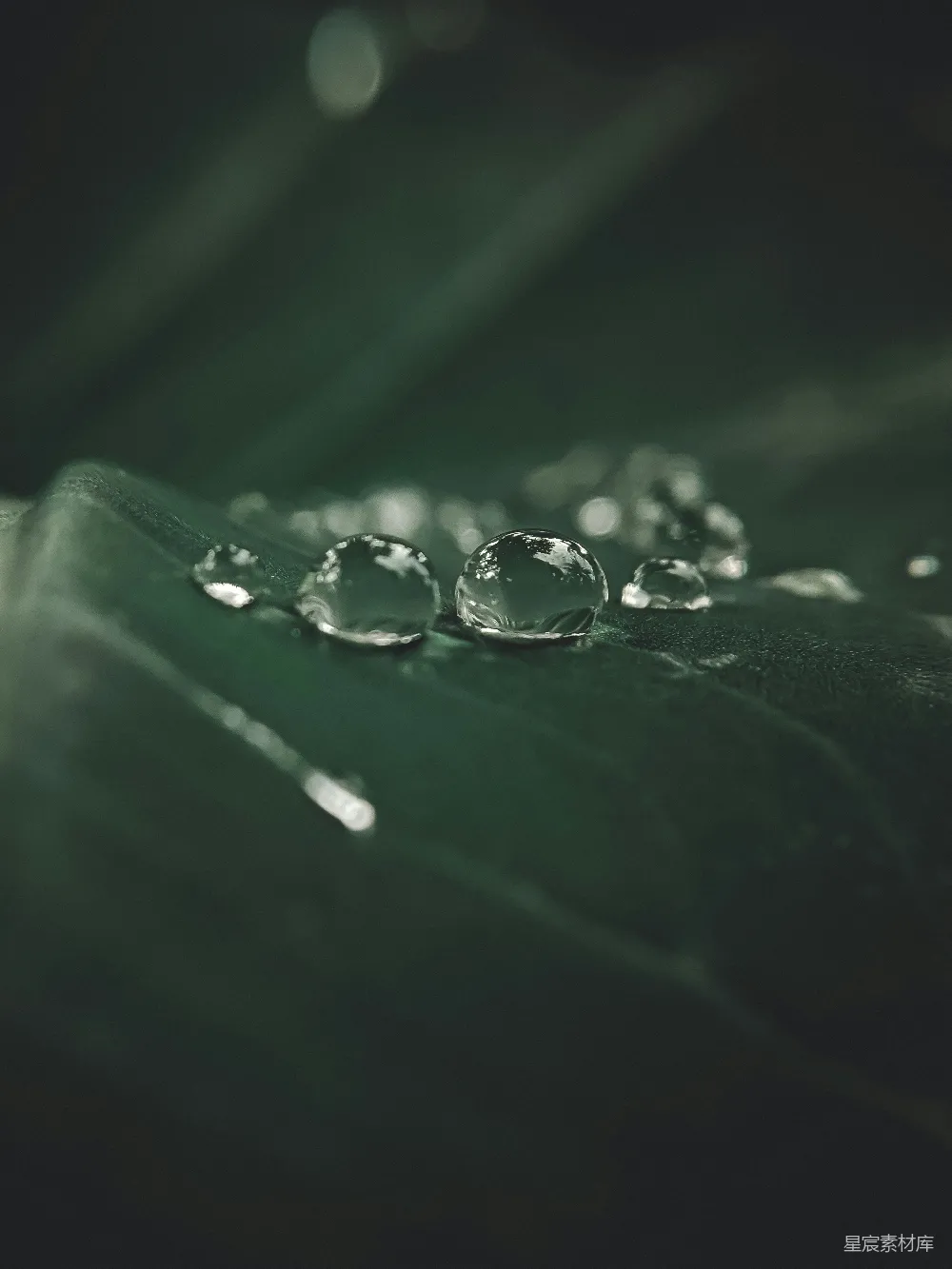 高清摄影 绿叶上的水滴
