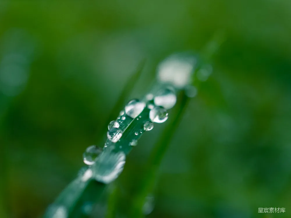 高清摄影 绿草上的水滴