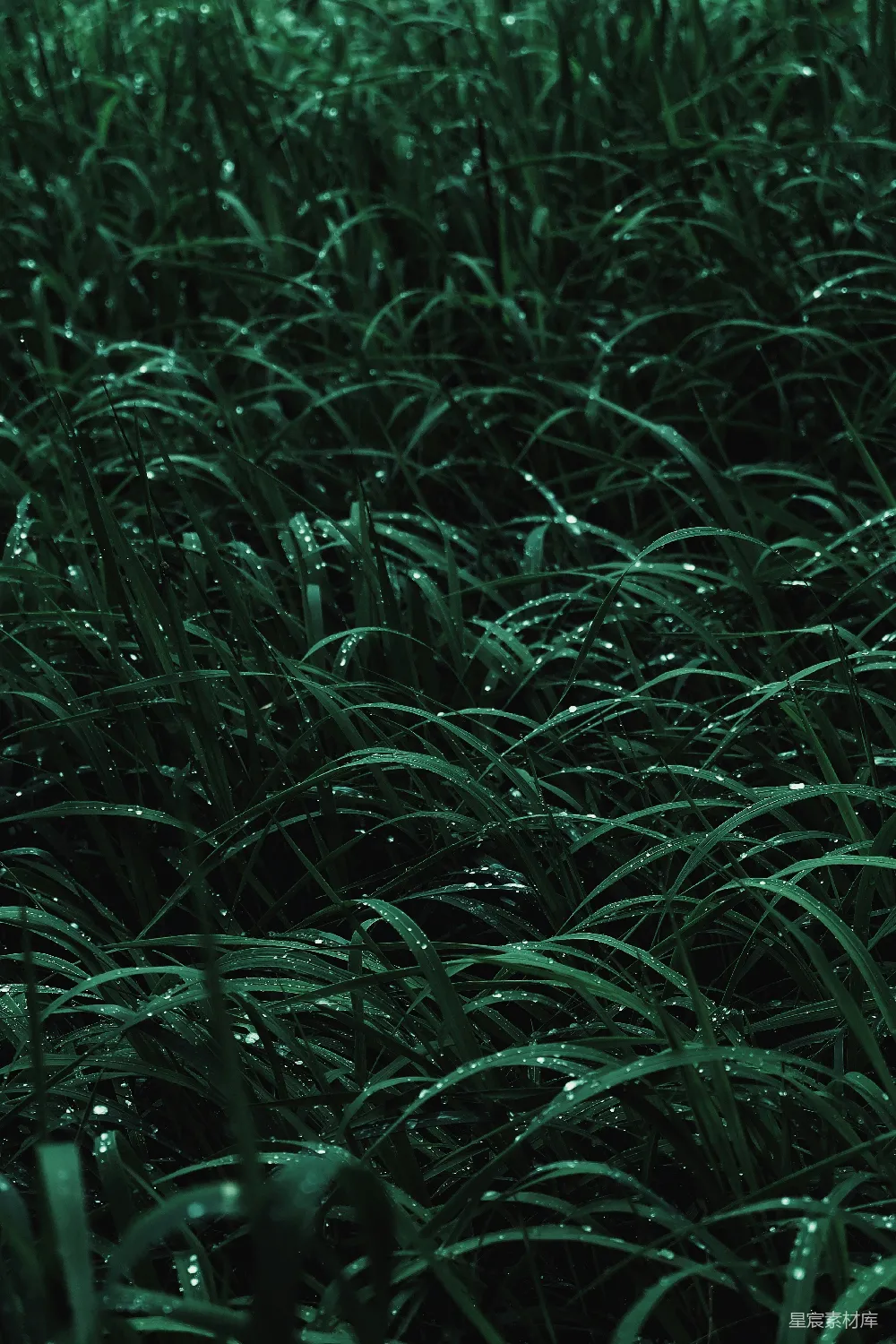 高清摄影 近景摄影中的绿色草地