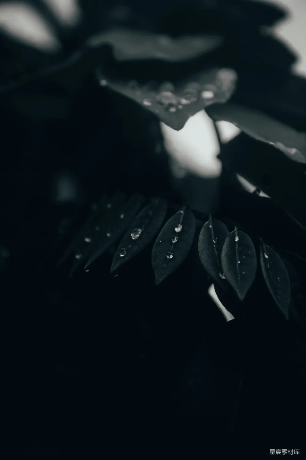 高清摄影 绿叶上的水珠