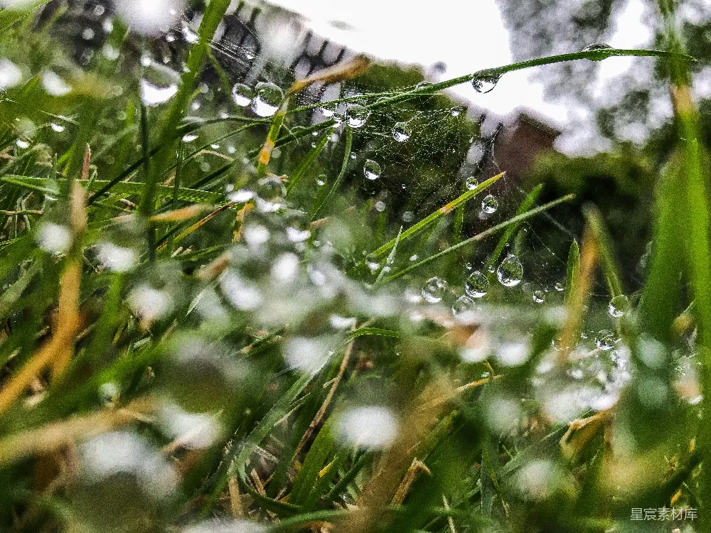 高清摄影 草尖上的露珠