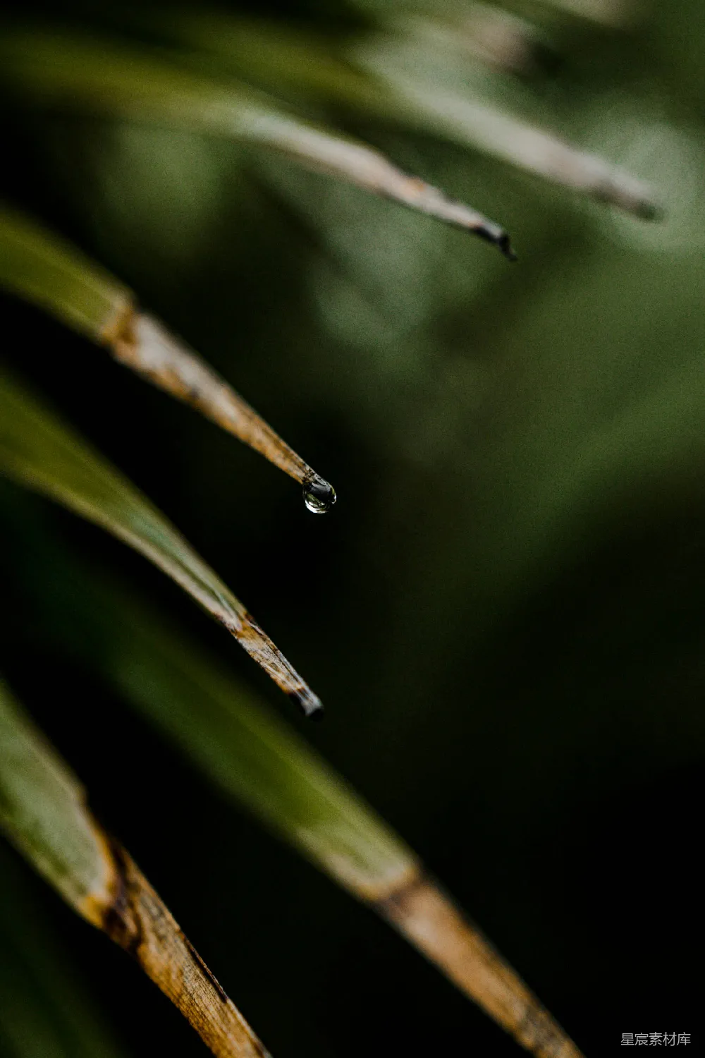 高清摄影 绿色叶子上的水汽